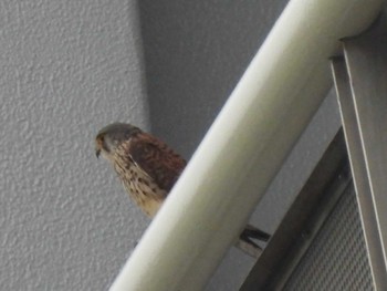 Common Kestrel 多摩川(多摩川大橋付近) Sat, 4/27/2024