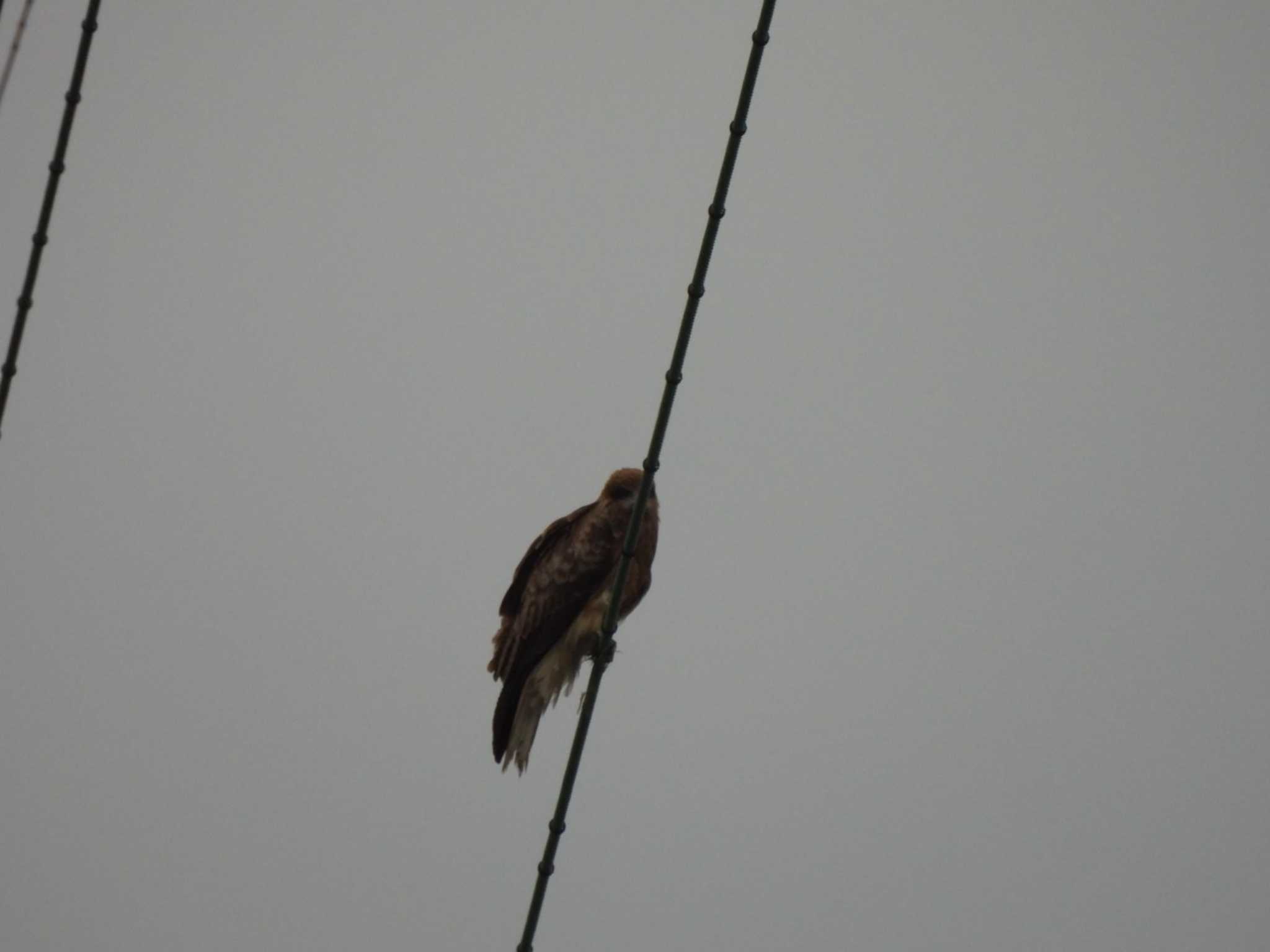 多摩川(多摩川大橋付近) トビの写真 by ミサゴ好き🐦