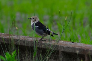 Chestnut-cheeked Starling 長島町 Sat, 4/27/2024