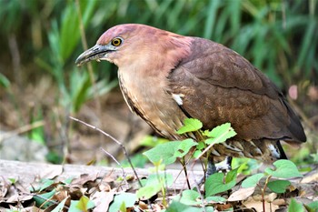 Japanese Night Heron Ukima Park Sat, 4/20/2024