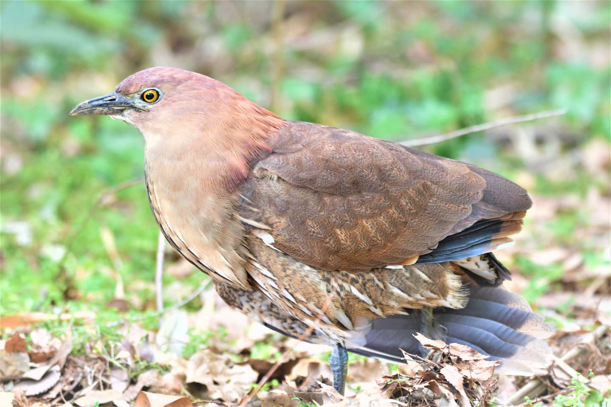 Photo of Japanese Night Heron at Ukima Park by みやさん