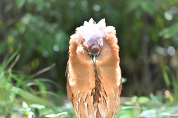 2024年4月20日(土) 都立浮間公園の野鳥観察記録