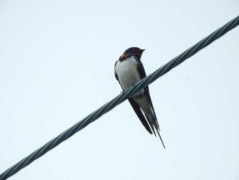 Barn Swallow 平和の森公園、妙正寺川 Sat, 4/27/2024