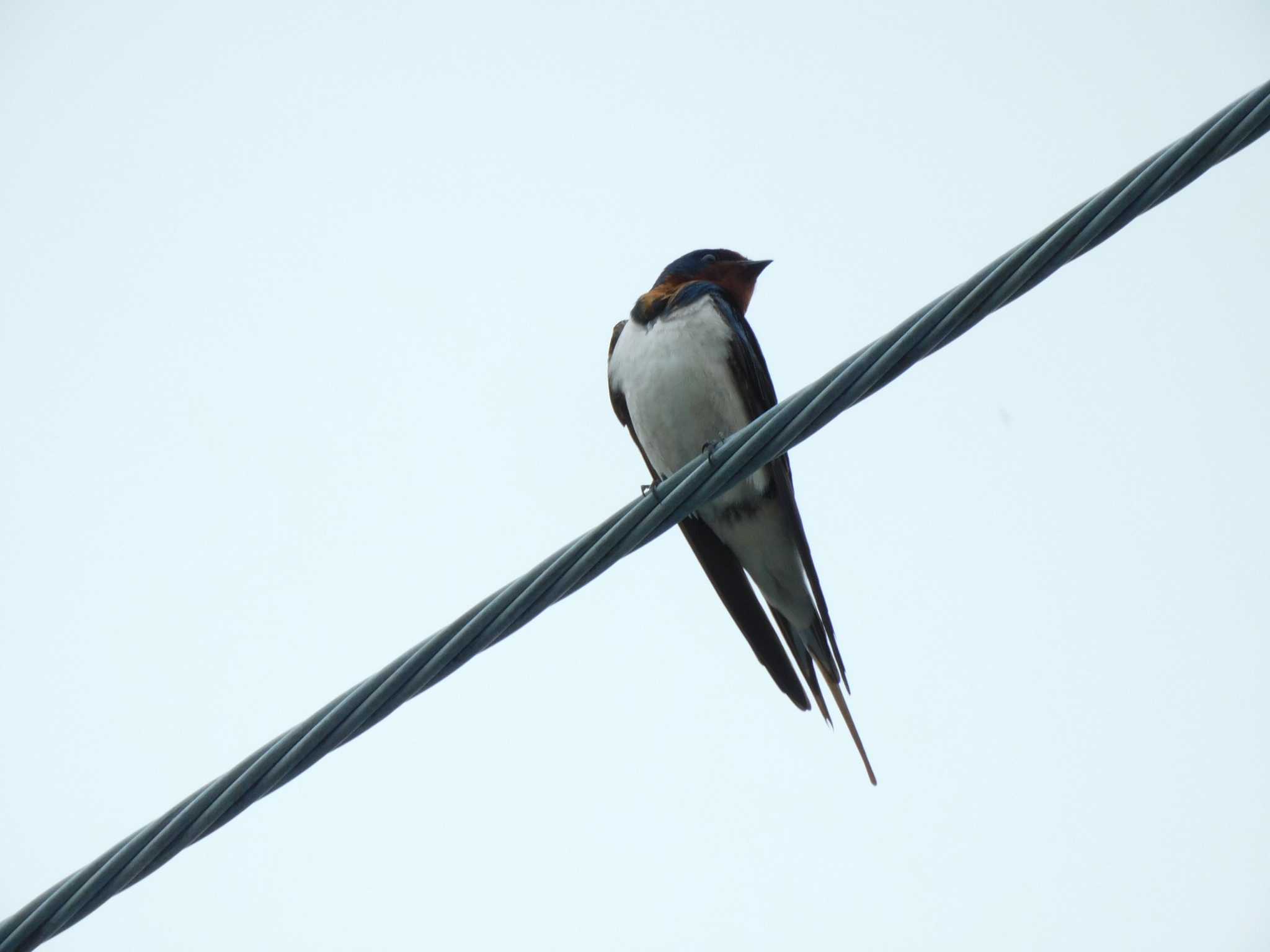 Photo of Barn Swallow at 平和の森公園、妙正寺川 by morinokotori