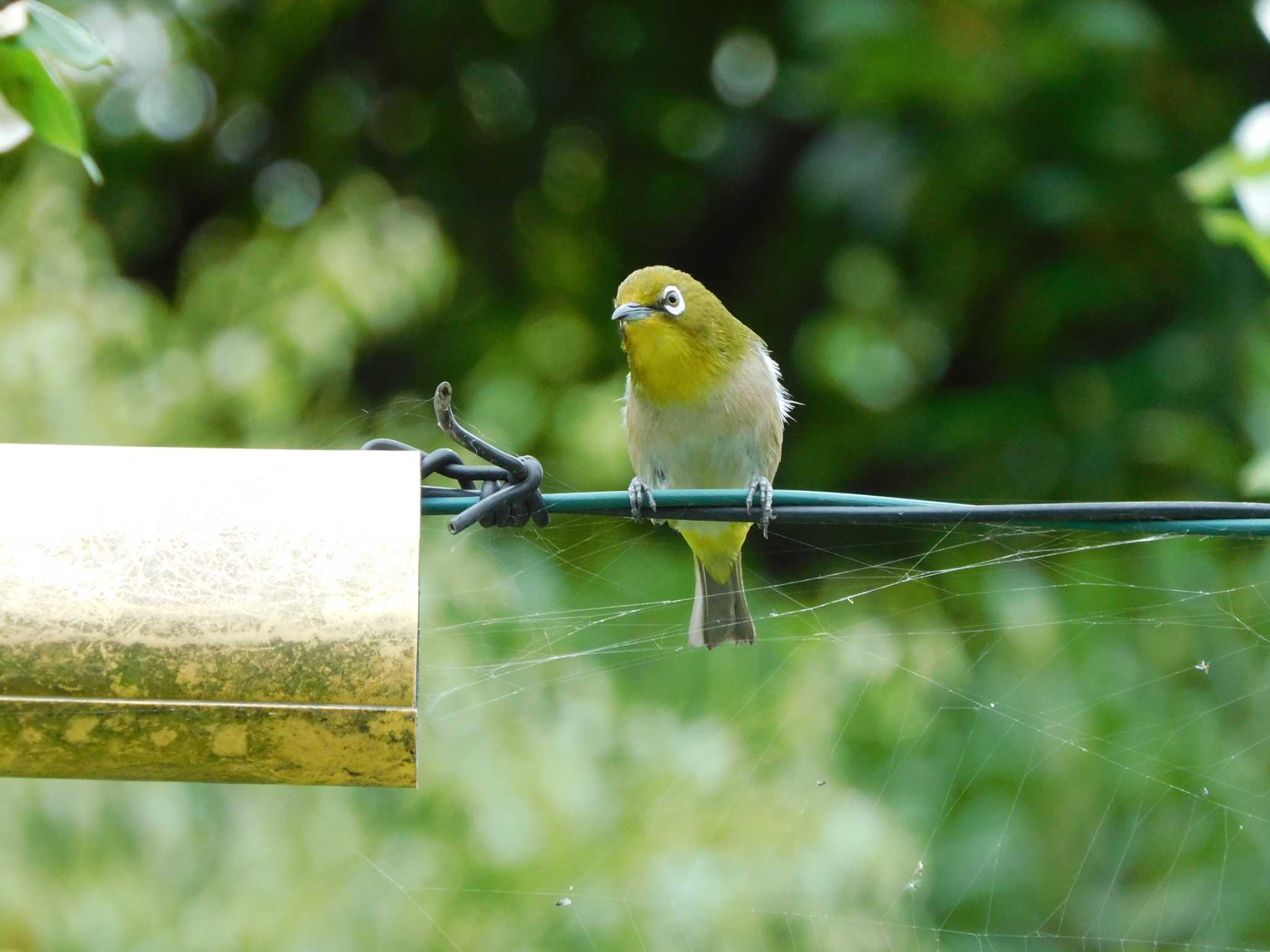 Warbling White-eye