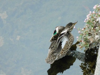 Eurasian Teal 平和の森公園、妙正寺川 Sat, 4/27/2024