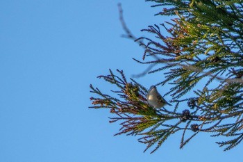 Goldcrest 市民鹿島台いこいの森 Mon, 12/31/2018