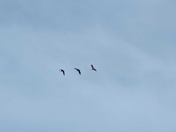 Sat, 4/27/2024 Birding report at Tobishima Island
