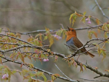 Japanese Robin Unknown Spots Sat, 4/27/2024