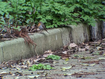 European Robin Tobishima Island Sat, 4/27/2024