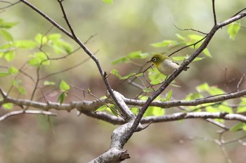 Warbling White-eye Miharashi Park(Hakodate) Sat, 4/27/2024