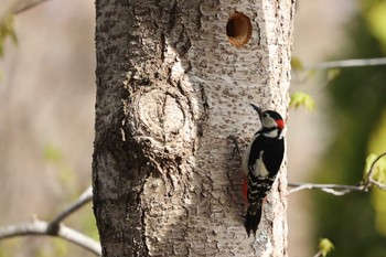 Great Spotted Woodpecker(japonicus) Miharashi Park(Hakodate) Sat, 4/27/2024