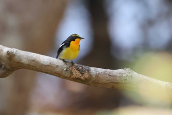 キビタキ 北海道 函館市 見晴公園 2024年4月27日(土)