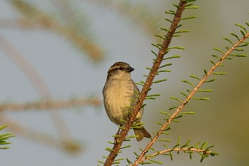 Russet Sparrow Watarase Yusuichi (Wetland) Wed, 4/17/2024