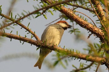 Russet Sparrow Watarase Yusuichi (Wetland) Wed, 4/17/2024