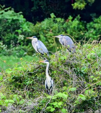 Grey Heron Kasai Rinkai Park Sat, 4/27/2024