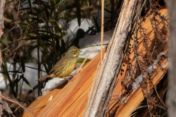 Masked Bunting 市民鹿島台いこいの森 Mon, 12/31/2018