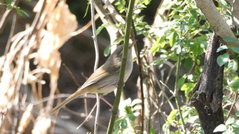 Japanese Bush Warbler Akigase Park Sat, 3/16/2024