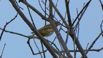 Olive-backed Pipit 大和民俗公園 Sat, 4/27/2024