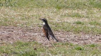 Dusky Thrush Akigase Park Sat, 3/16/2024