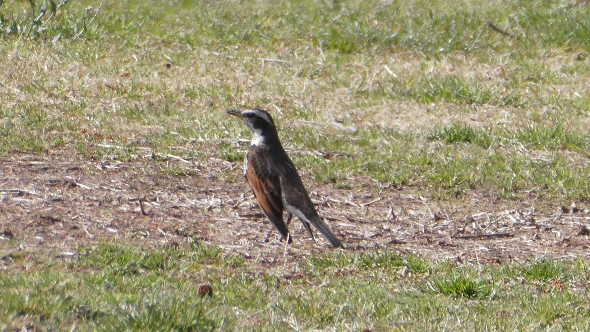 Photo of Dusky Thrush at Akigase Park by こんぶ