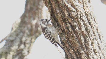 Japanese Pygmy Woodpecker Akigase Park Sat, 3/16/2024