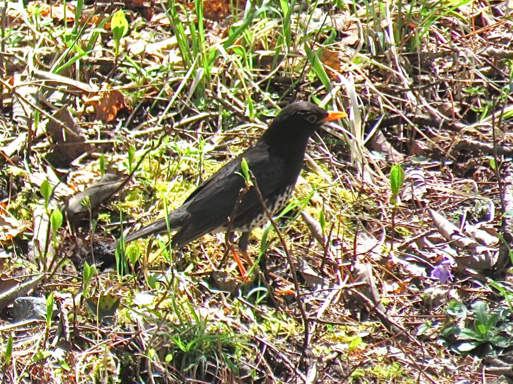 Photo of Japanese Thrush at 富士山  by tobassaw