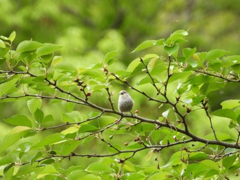 Long-tailed Tit 木更津市 Sat, 4/27/2024