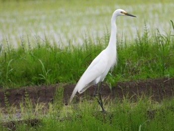 Great Egret(modesta)  袖ヶ浦市 Sat, 4/27/2024