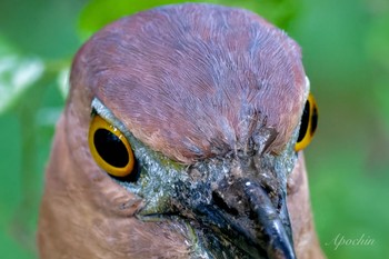 Japanese Night Heron Ukima Park Sat, 4/27/2024