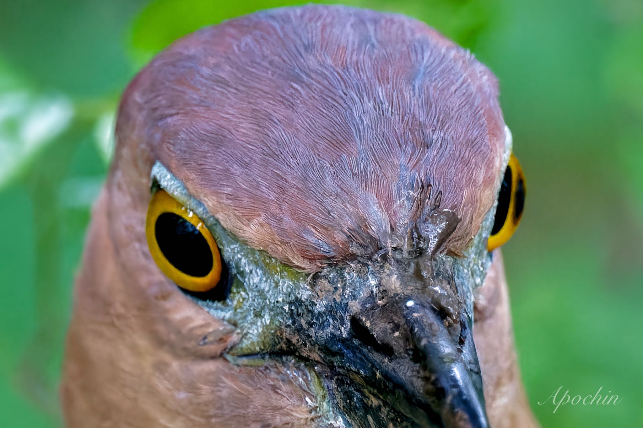 Japanese Night Heron