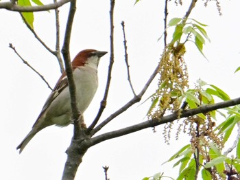 Russet Sparrow 大和民俗公園 Sat, 4/27/2024