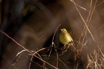 Masked Bunting 市民鹿島台いこいの森 Mon, 12/31/2018