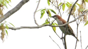 Russet Sparrow 大和民俗公園 Sat, 4/27/2024