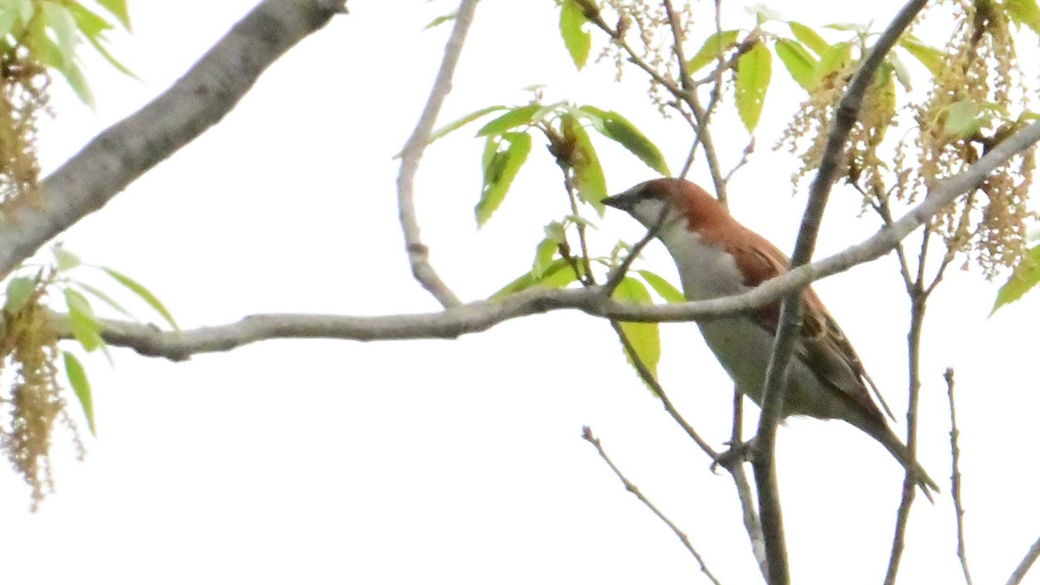 Russet Sparrow