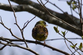 Masked Bunting 恵庭市;北海道 Sat, 4/27/2024