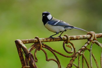 Japanese Tit 恵庭市;北海道 Sat, 4/27/2024