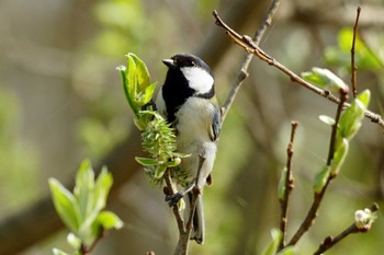 Japanese Tit 恵庭市;北海道 Sat, 4/27/2024