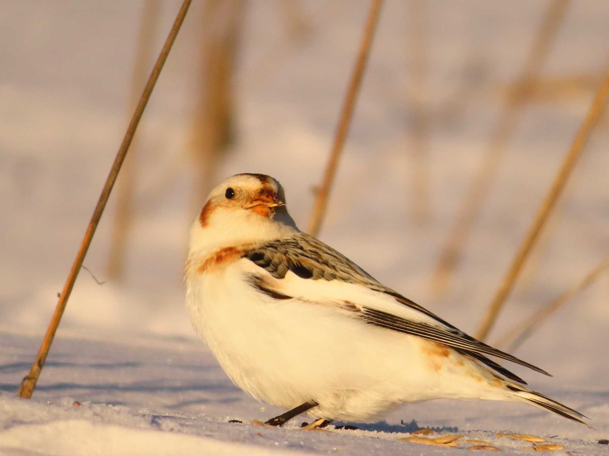 Snow Bunting