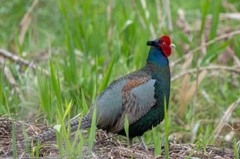 Green Pheasant 近所 Mon, 4/22/2024