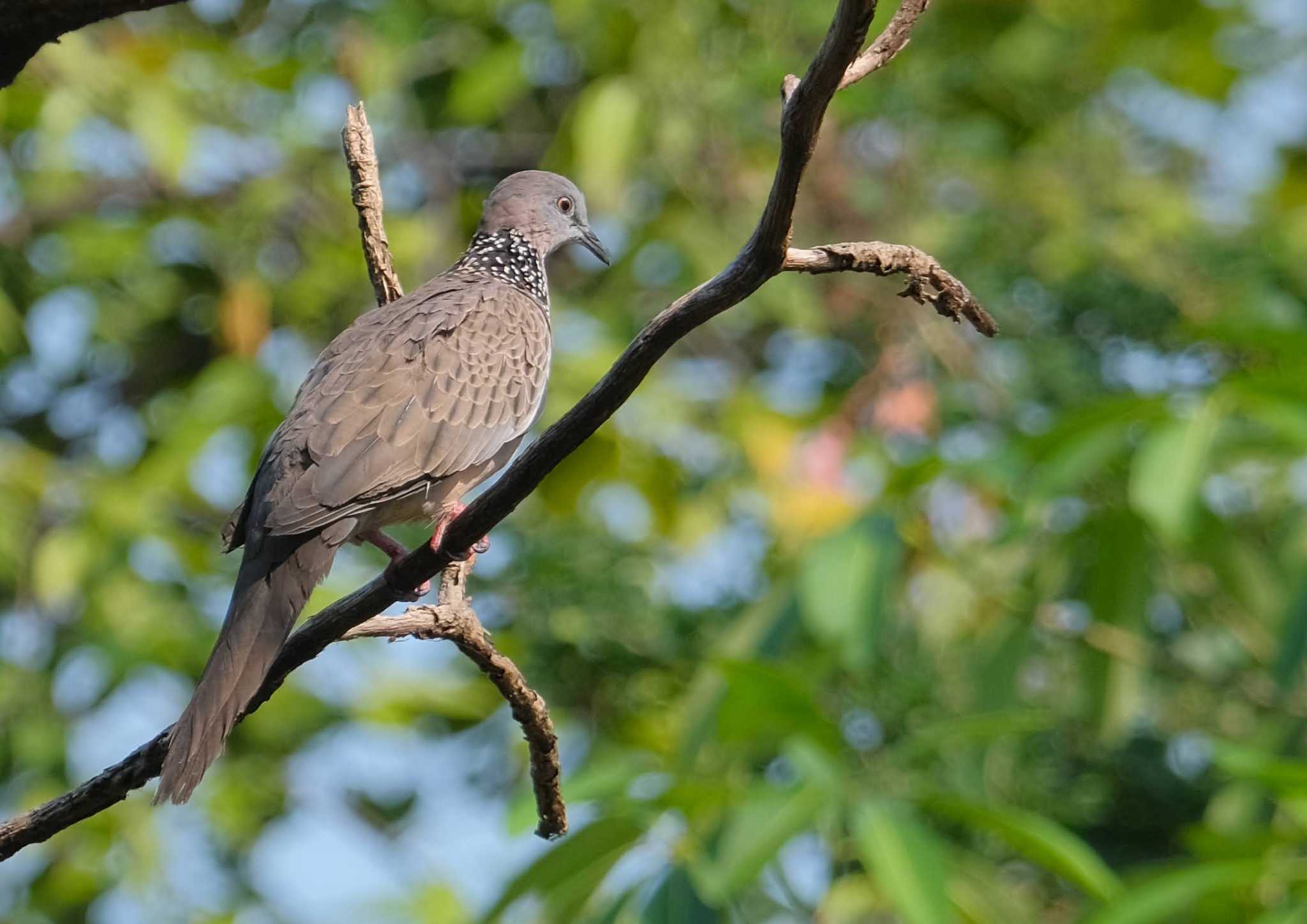 Wachirabenchathat Park(Suan Rot Fai) カノコバトの写真 by BK MY