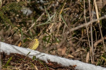 Masked Bunting 市民鹿島台いこいの森 Mon, 12/31/2018