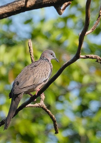 Spotted Dove Wachirabenchathat Park(Suan Rot Fai) Thu, 4/25/2024