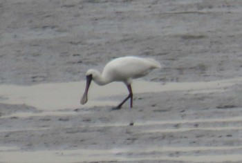 Black-faced Spoonbill Kasai Rinkai Park Sat, 4/27/2024