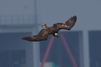 Sat, 4/27/2024 Birding report at 大和川