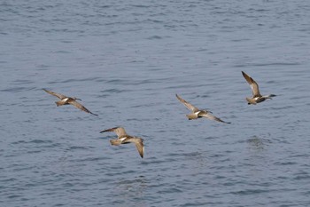 2022年5月5日(木) 若洲緑道公園の野鳥観察記録