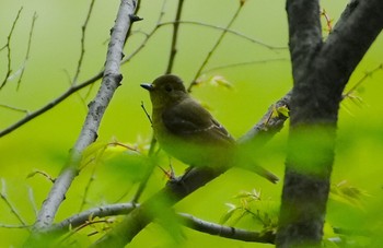 Asian Brown Flycatcher 天王寺公園(大阪市) Sat, 4/27/2024