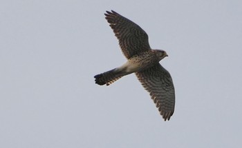 Sat, 4/27/2024 Birding report at 淀川河川公園