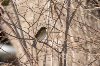 Red-flanked Bluetail 市民鹿島台いこいの森 Mon, 12/31/2018