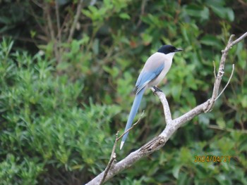 Azure-winged Magpie Kasai Rinkai Park Sat, 4/27/2024